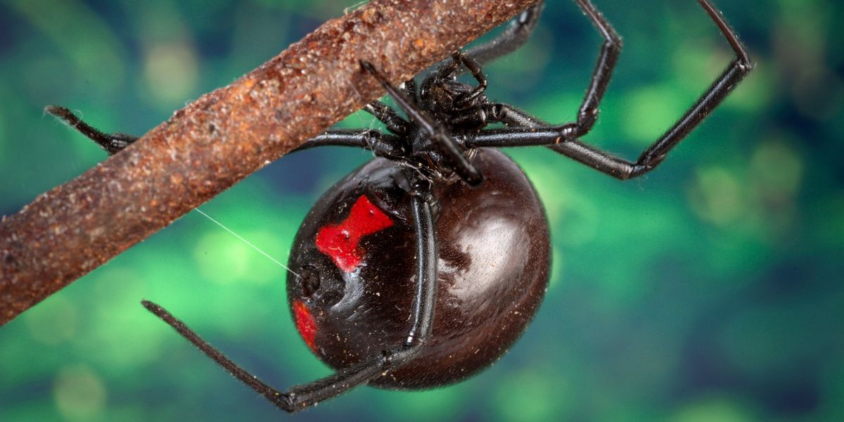 Britain 'faces invasion of deadly black widow spiders' - could one be in YOUR luggage?