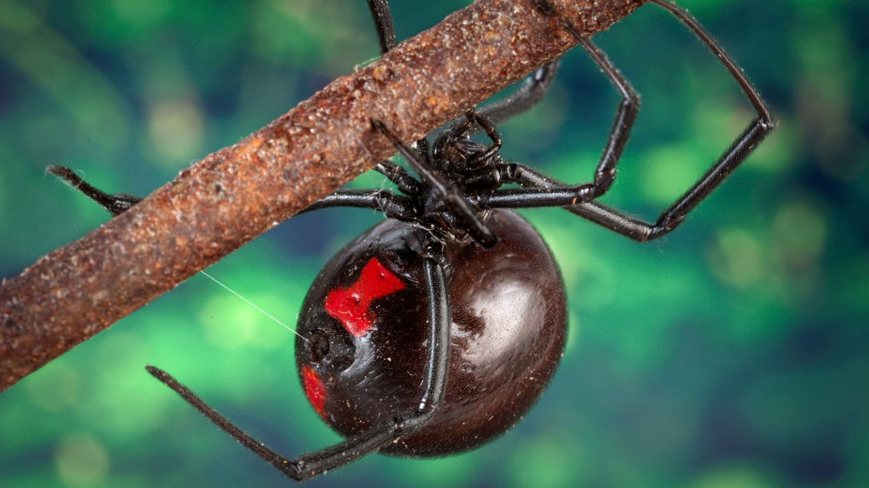 Black widow spider