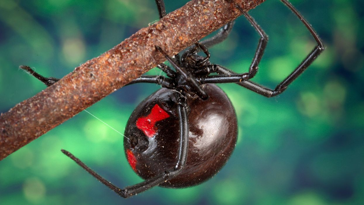 Black widow spider