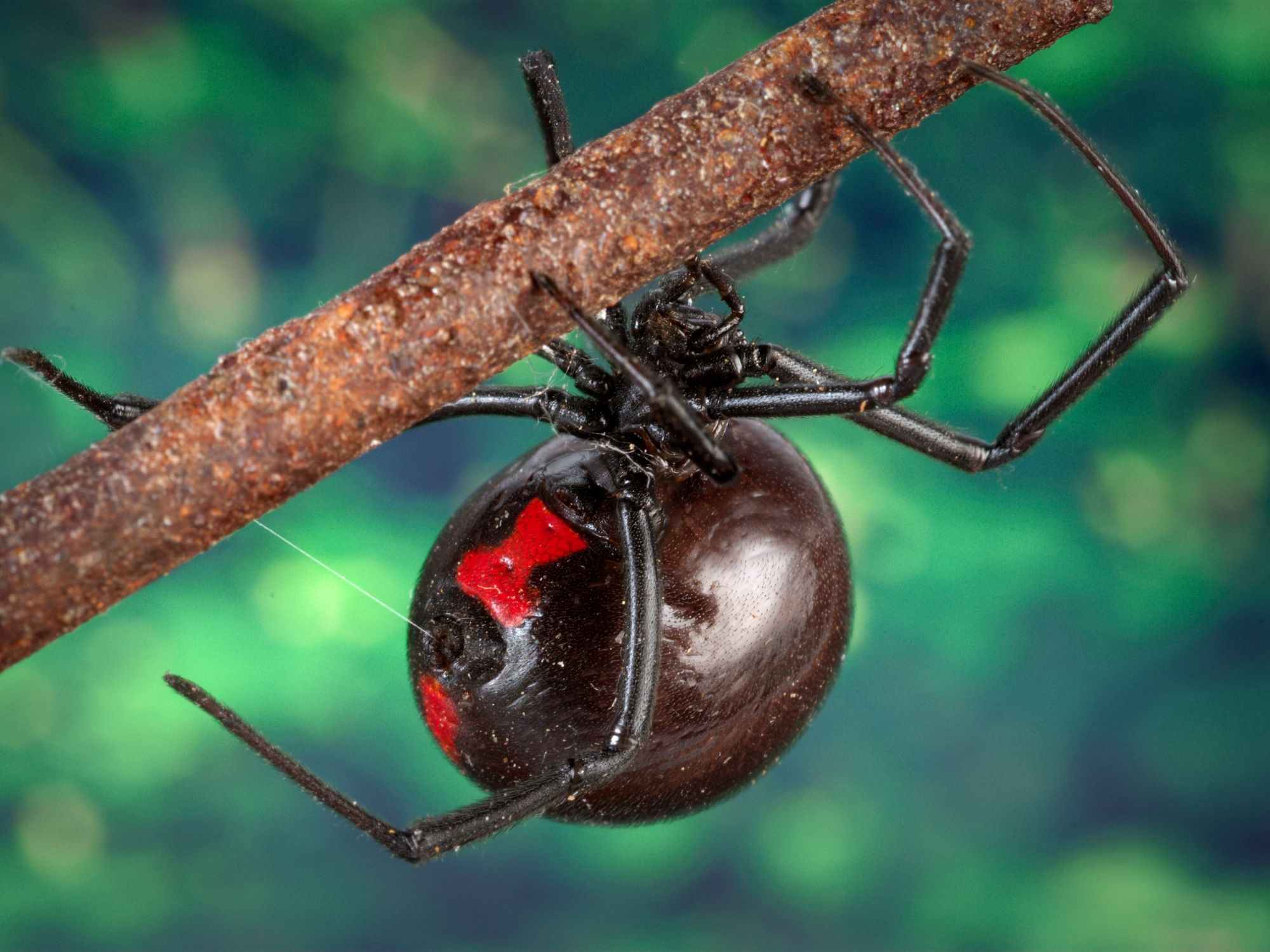 Black widow spider