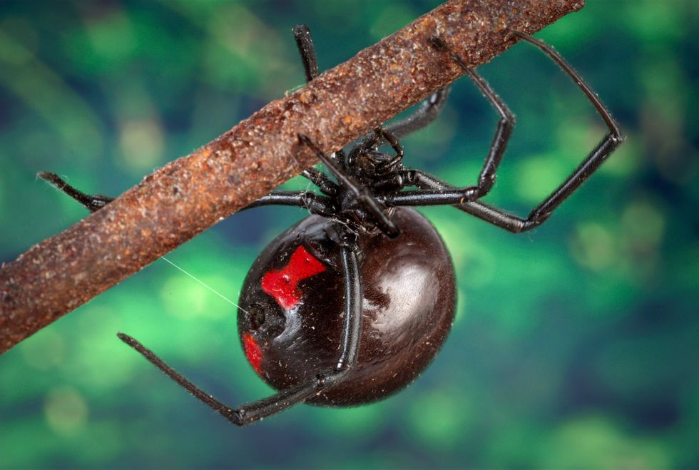 Britain 'faces invasion of deadly black widow spiders' - could one be in YOUR luggage?