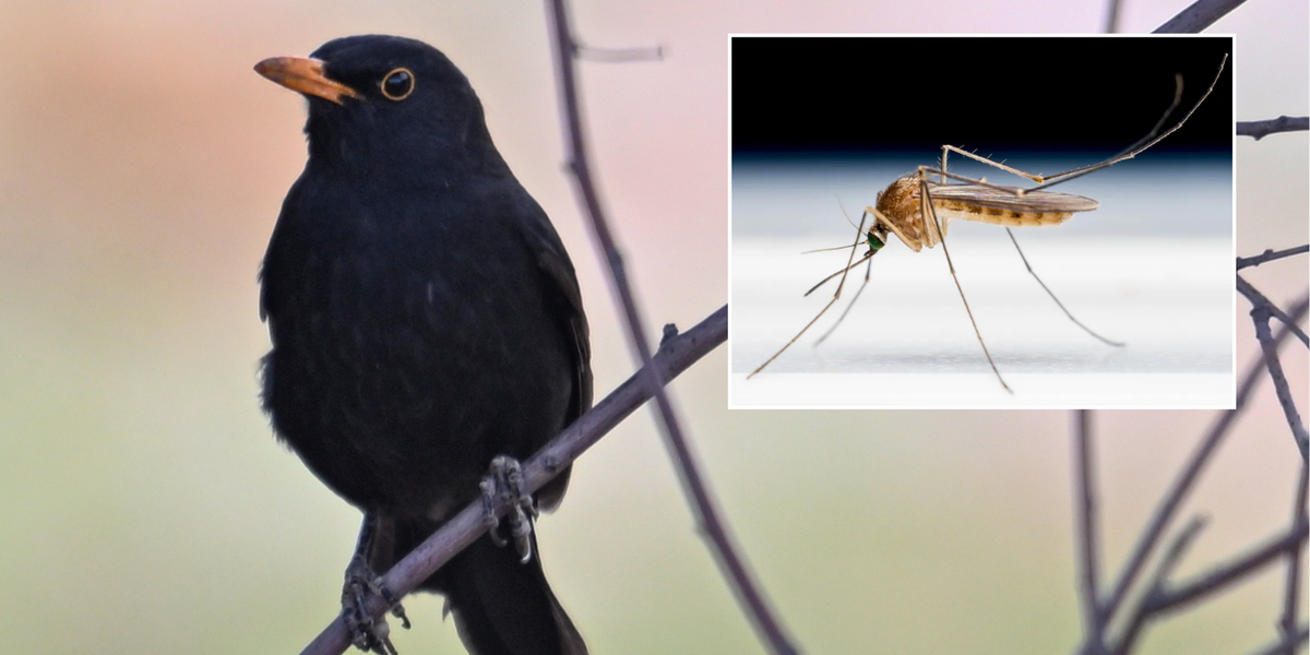 NextImg:Mosquito-borne killer disease freshly arrived in Britain threatens to WIPE OUT blackbirds