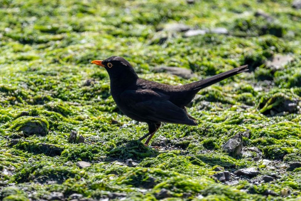 Blackbird