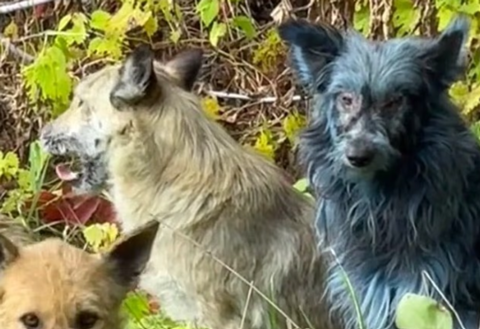 Blue dogs spotted roaming Chernobyl nuclear disaster site