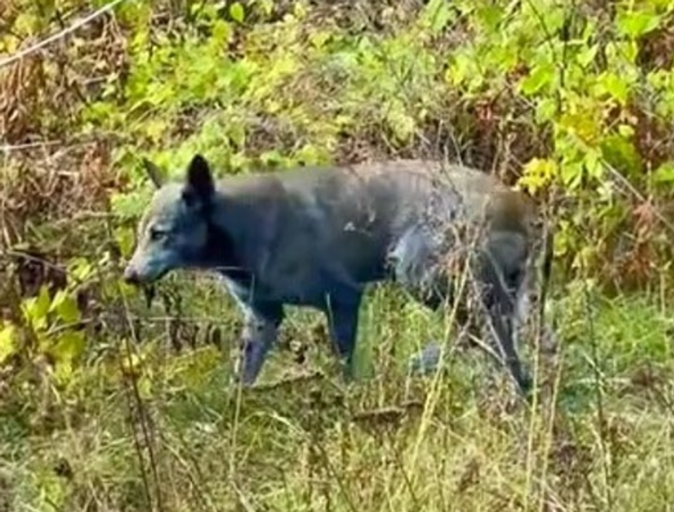 Blue dogs spotted roaming Chernobyl nuclear disaster site