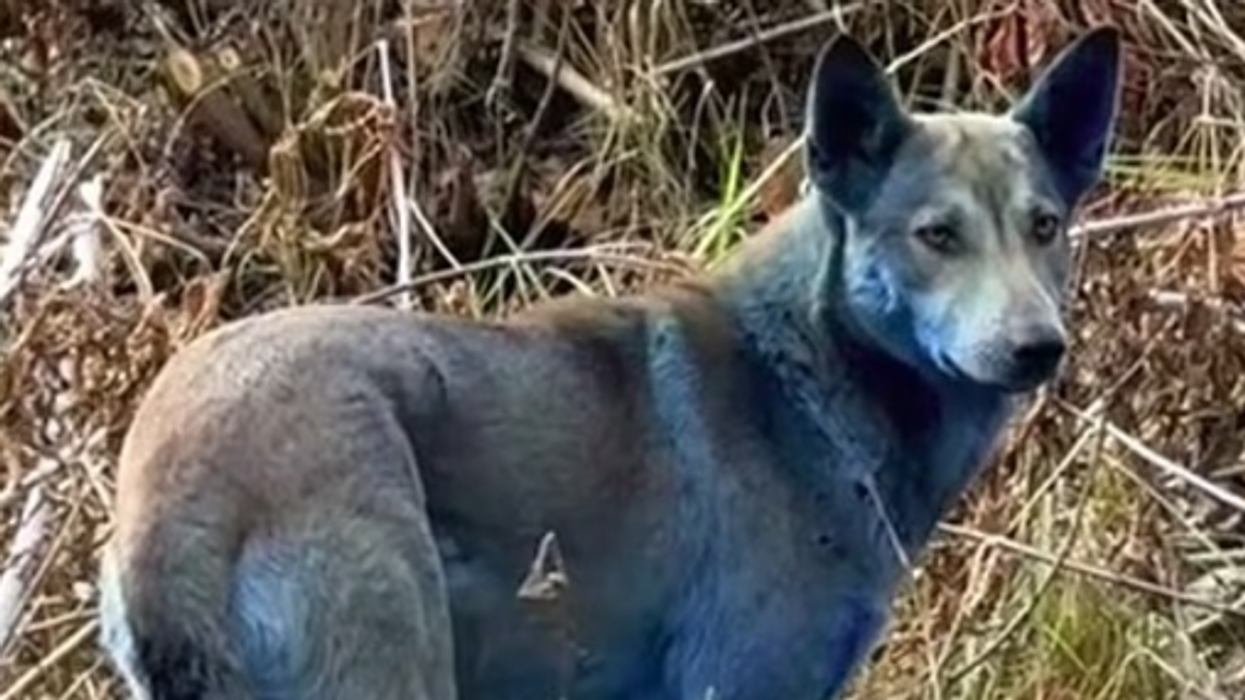 Blue dogs spotted roaming Chernobyl nuclear disaster site