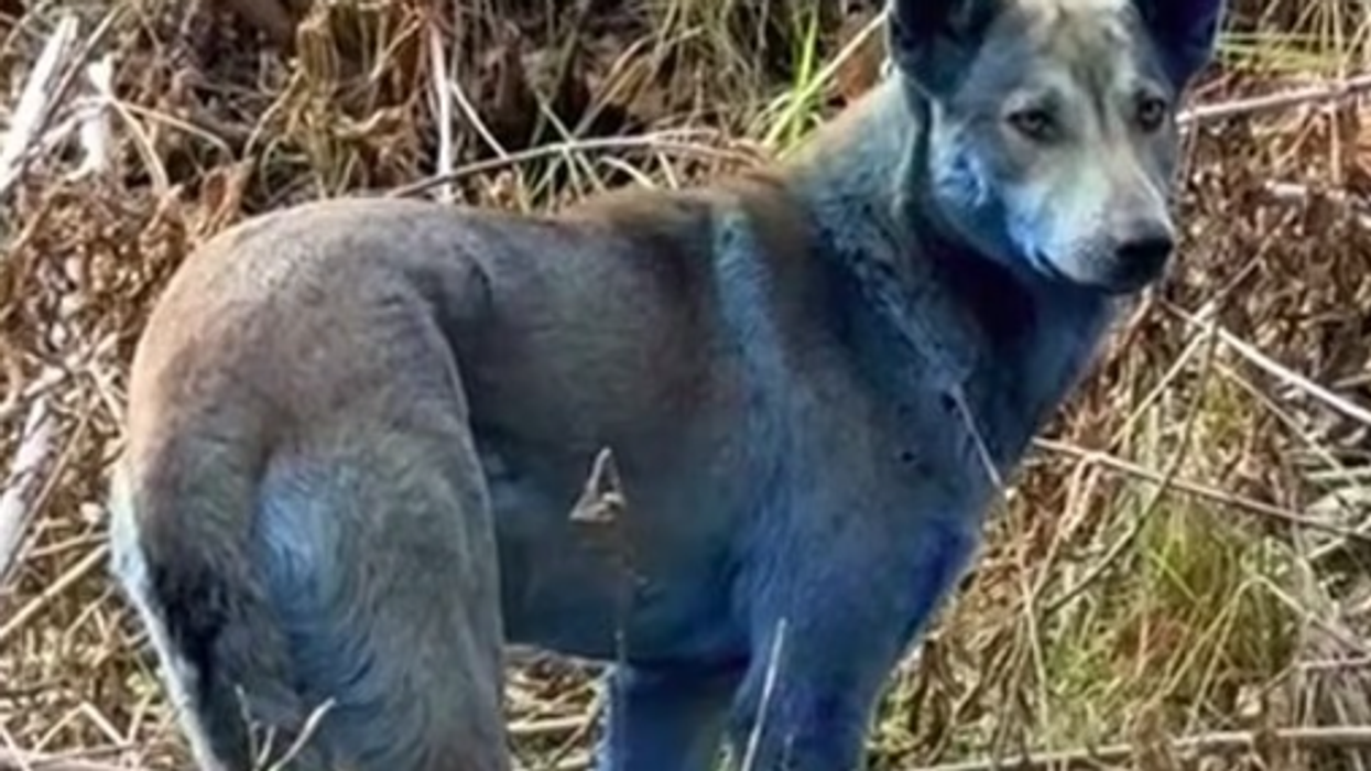 Blue dogs spotted roaming Chernobyl nuclear disaster site