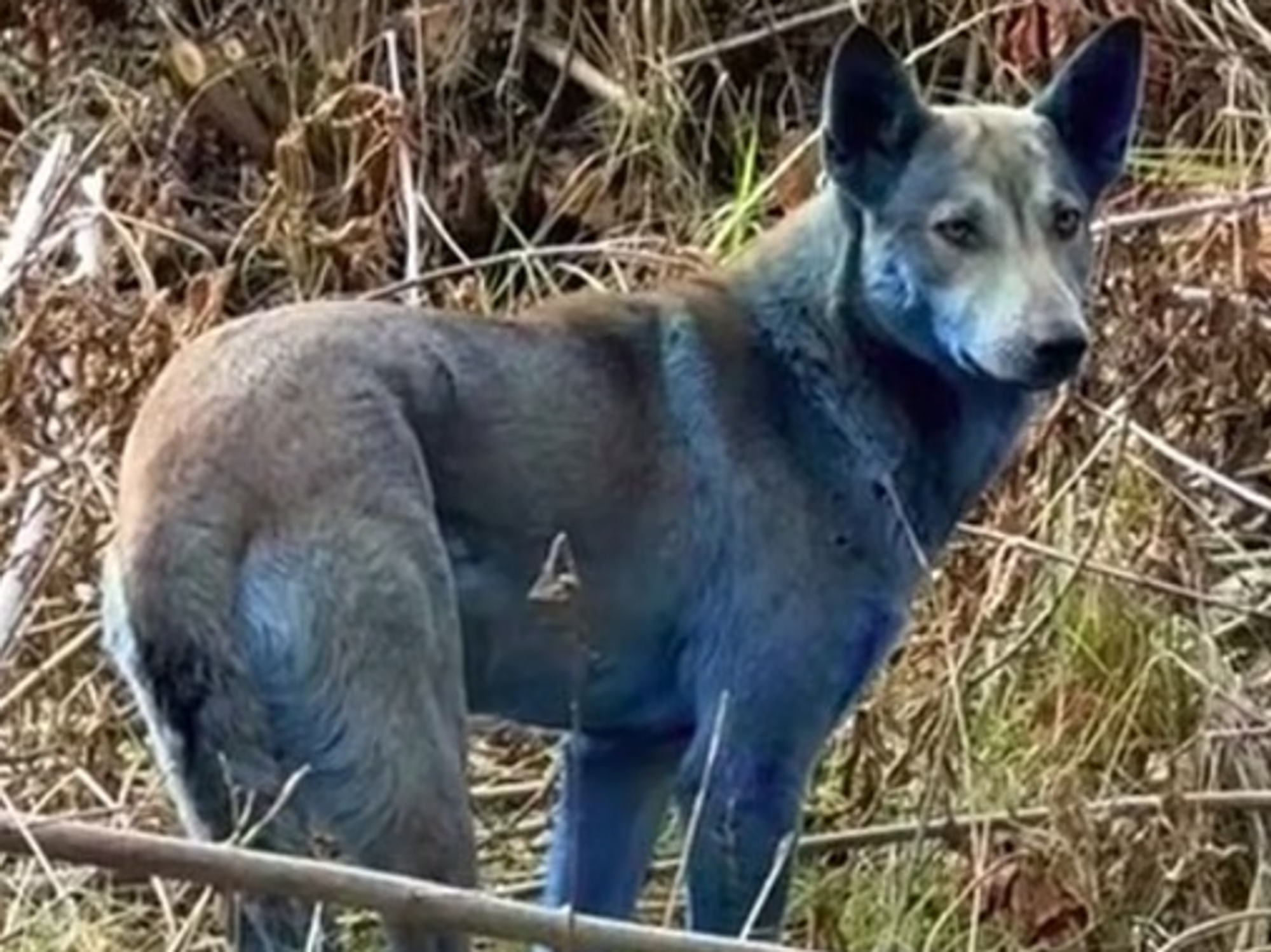 Blue dogs spotted roaming Chernobyl nuclear disaster site