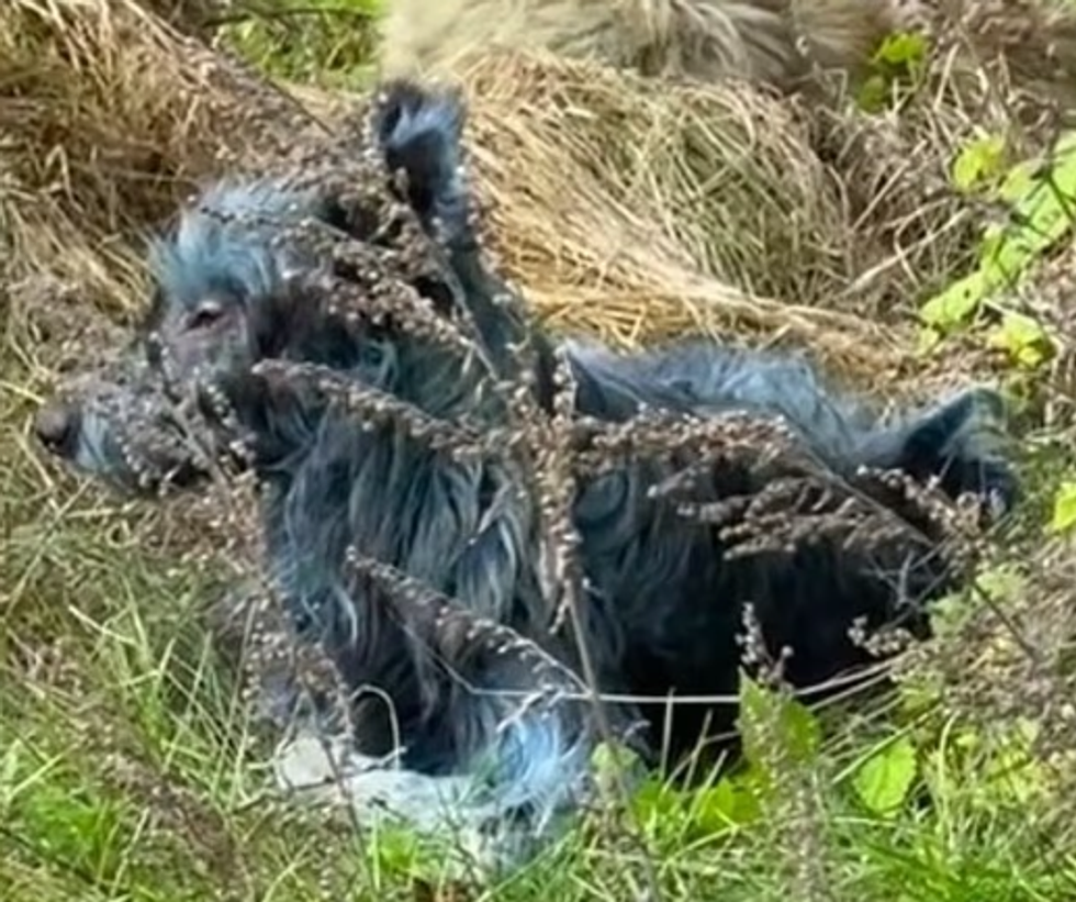 Blue dogs spotted roaming Chernobyl nuclear disaster site