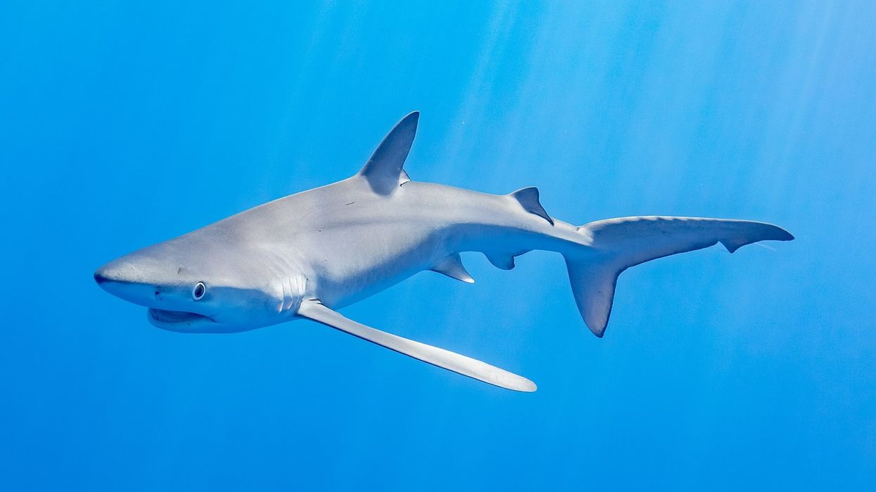 Blue shark