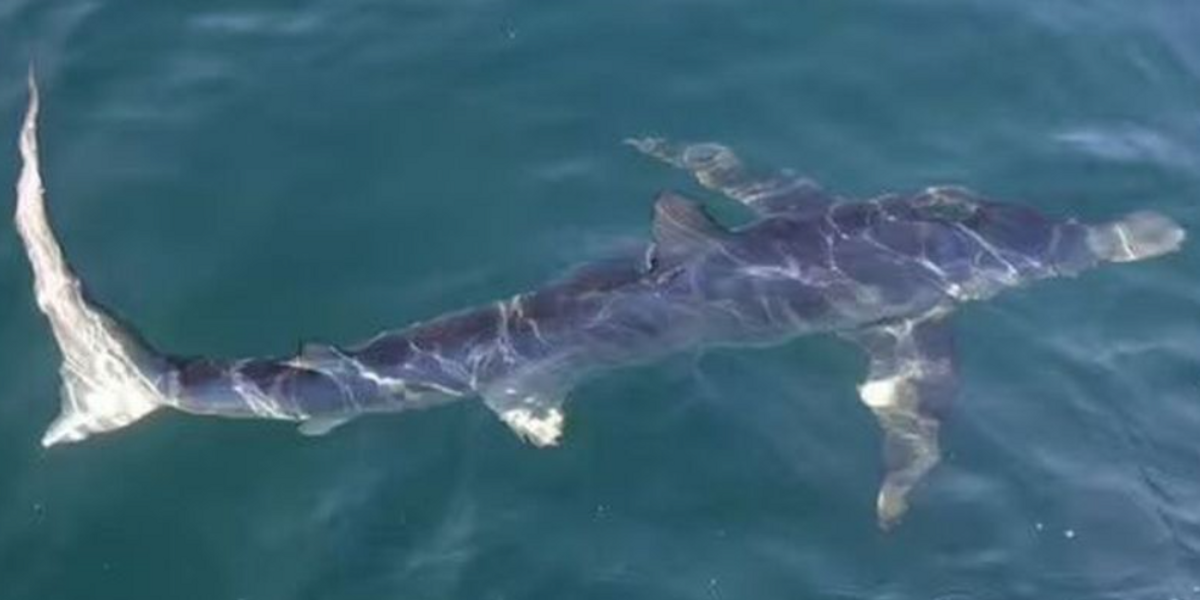 NextImg:Dog caught chasing a shark in water off a beach in Spain as terrified owner left watching on
