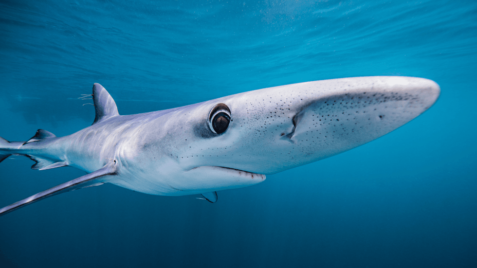 Blue shark
