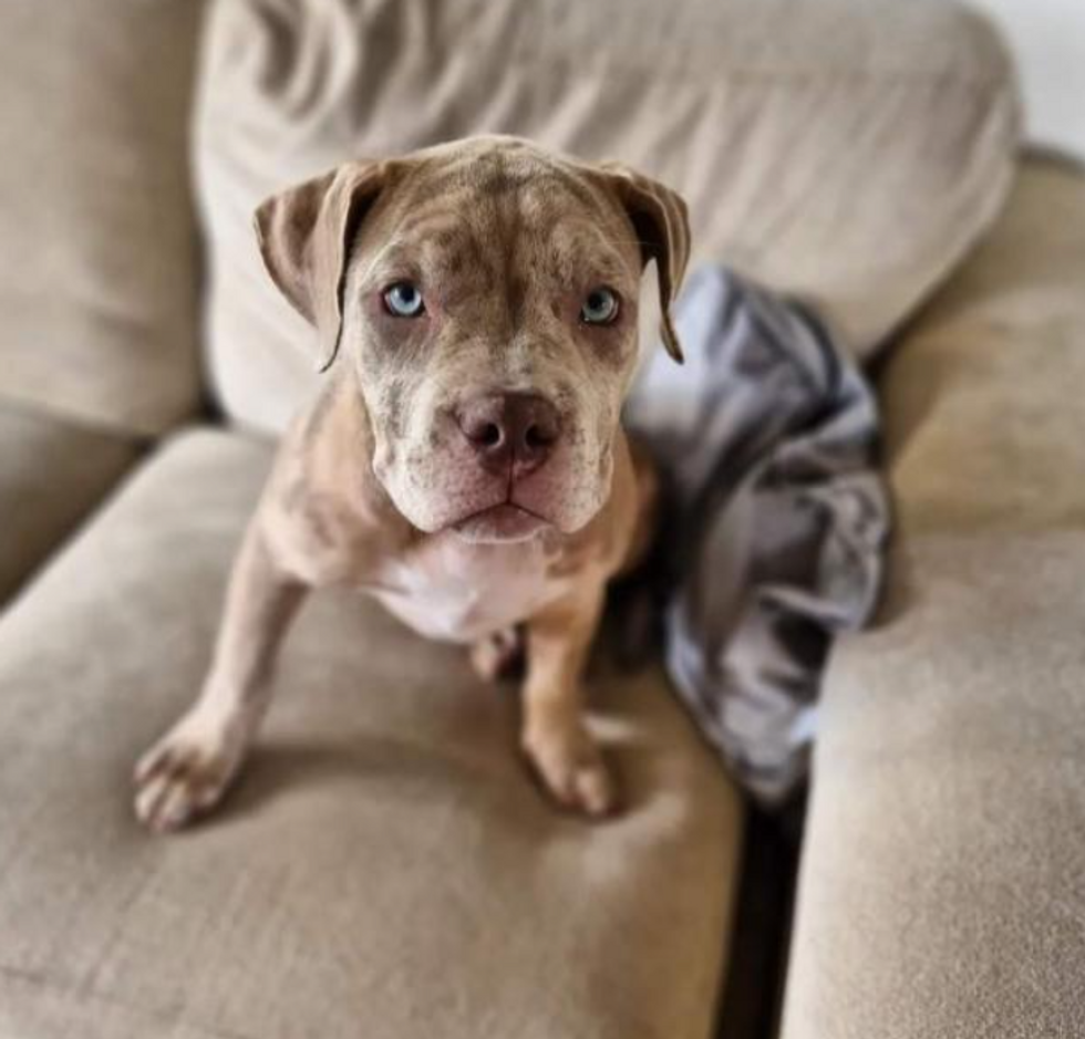 Blue the dog