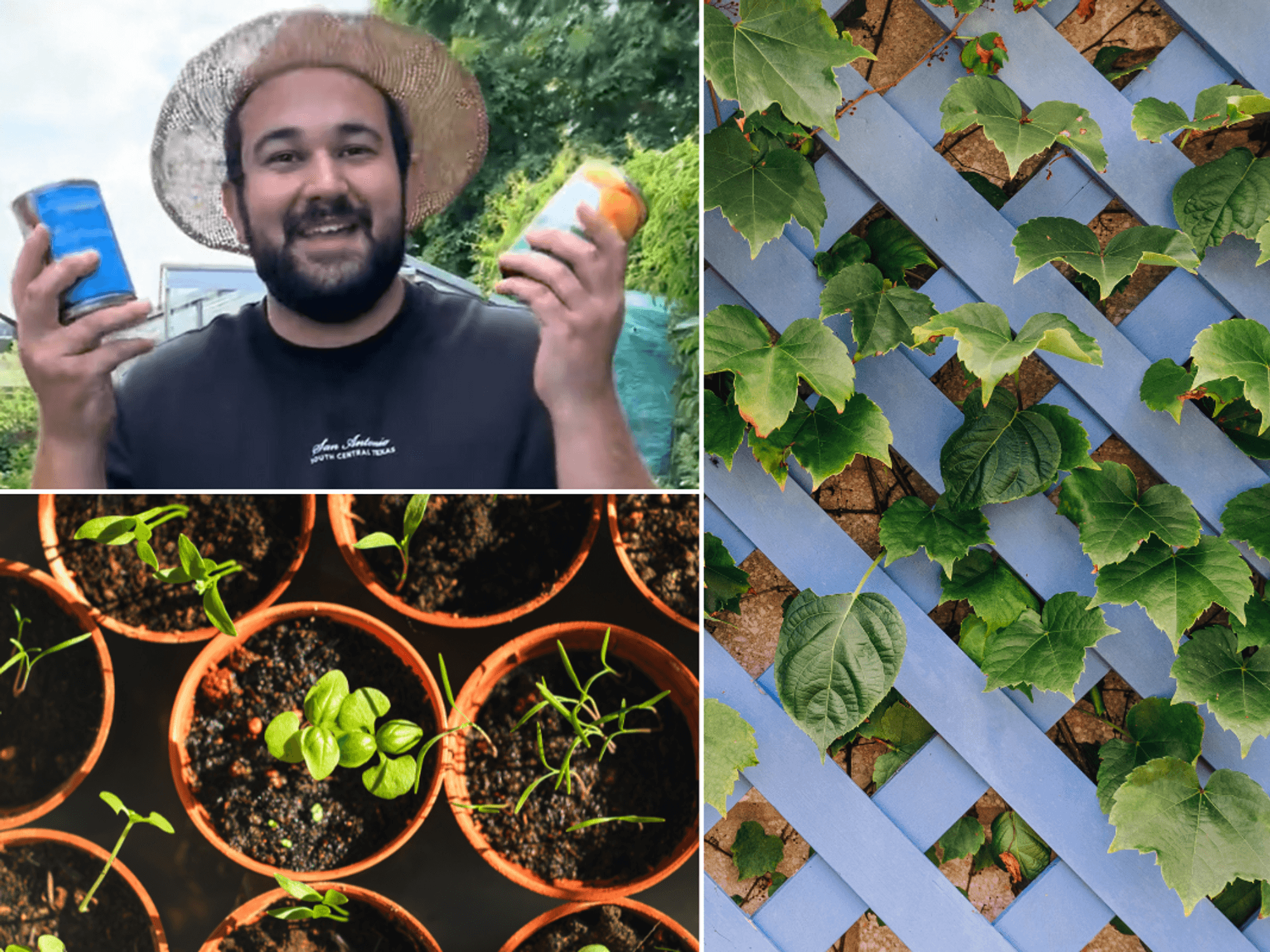 Blue trellis with green leaves poking through; herbs in brown pots; Joe wearing a hat holding two tins