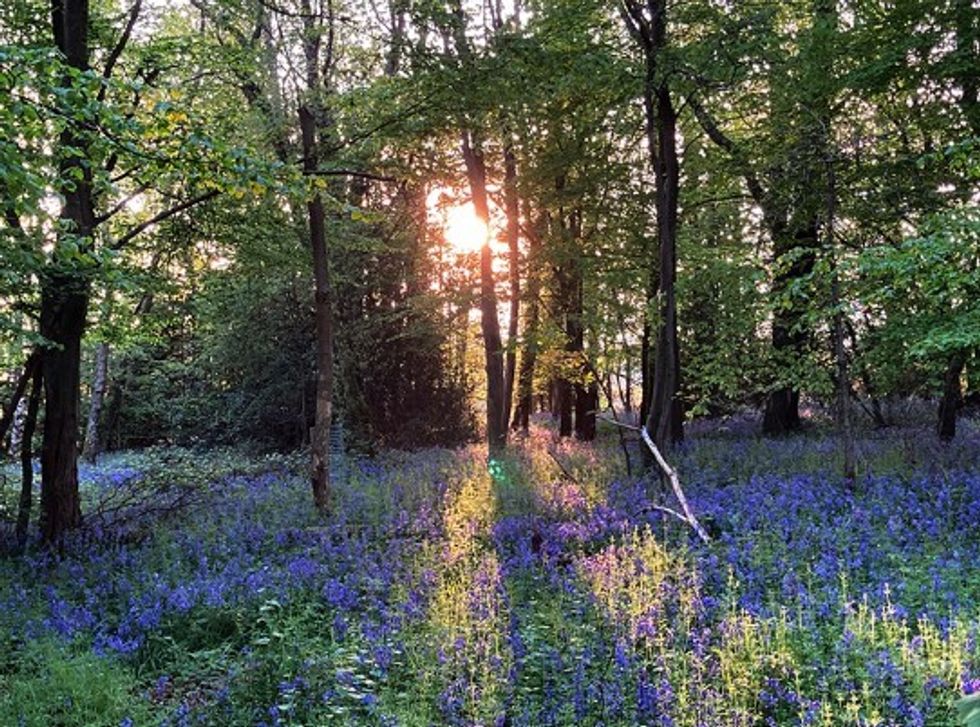 Bluebells in woodland, Chesham