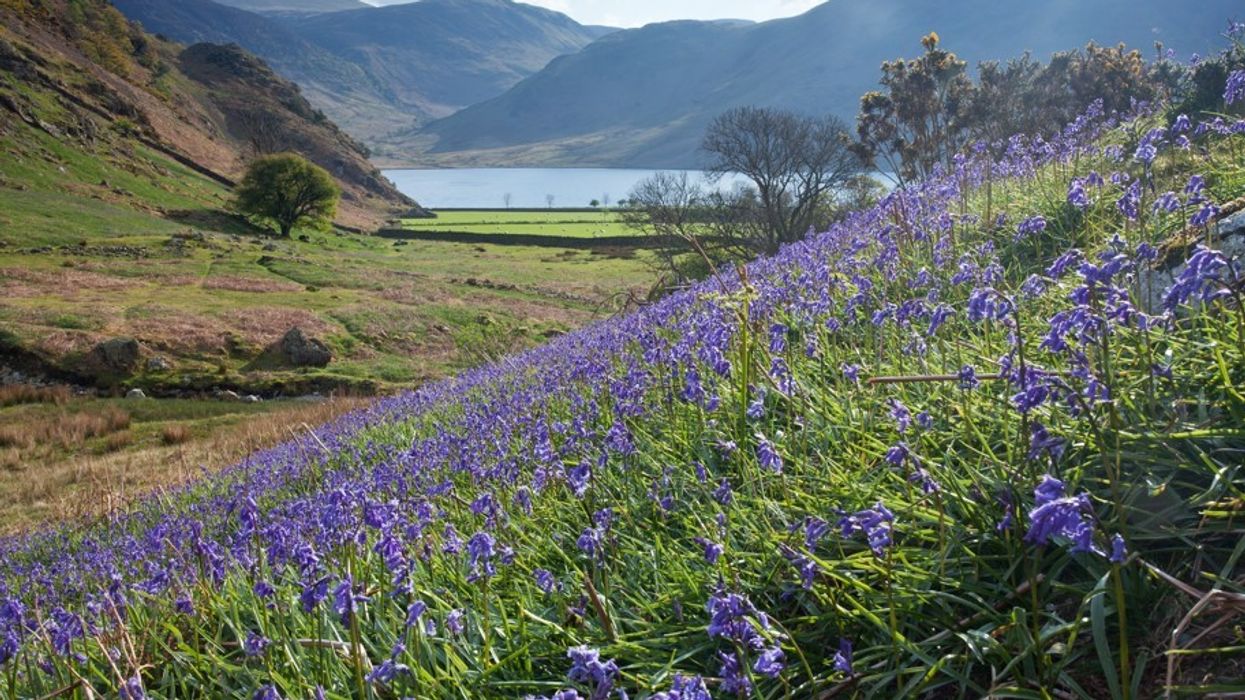 BLUEBELLS LAKE DISTRICT