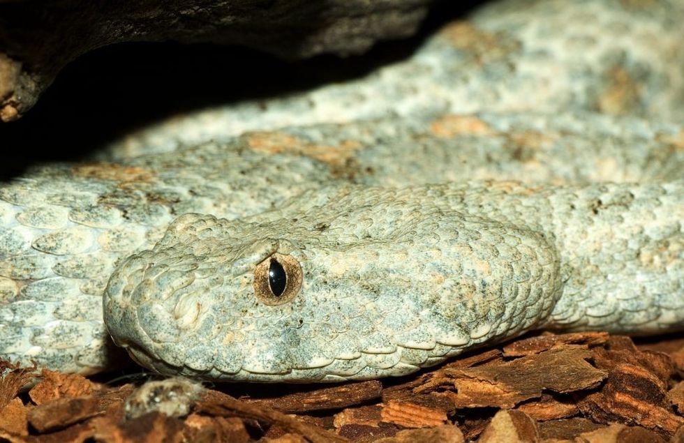 Blunt nosed viper