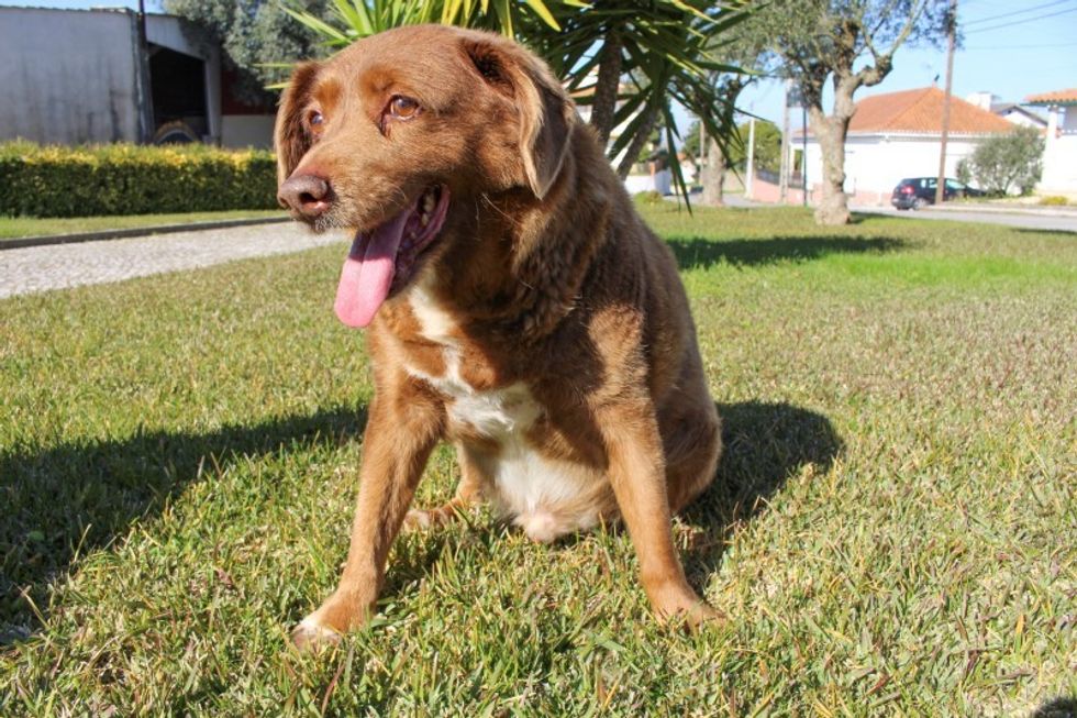 Bobi the Portuguese Mastiff