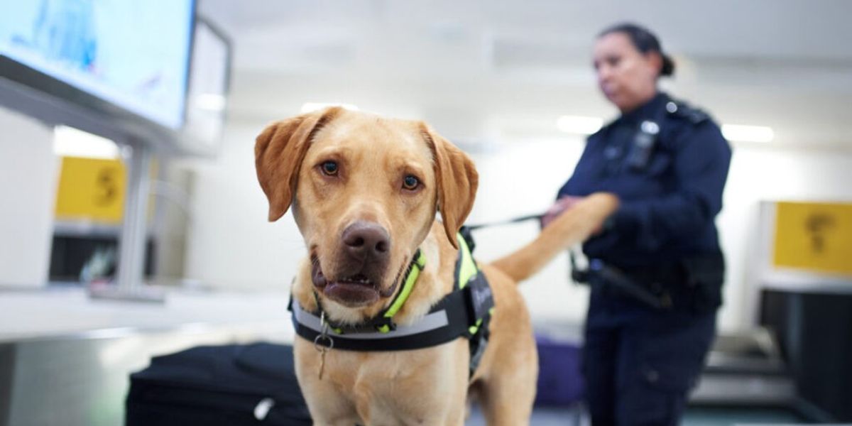 NextImg:Home Office staff sent on £1,000 Swedish dog massage course at taxpayer's expense