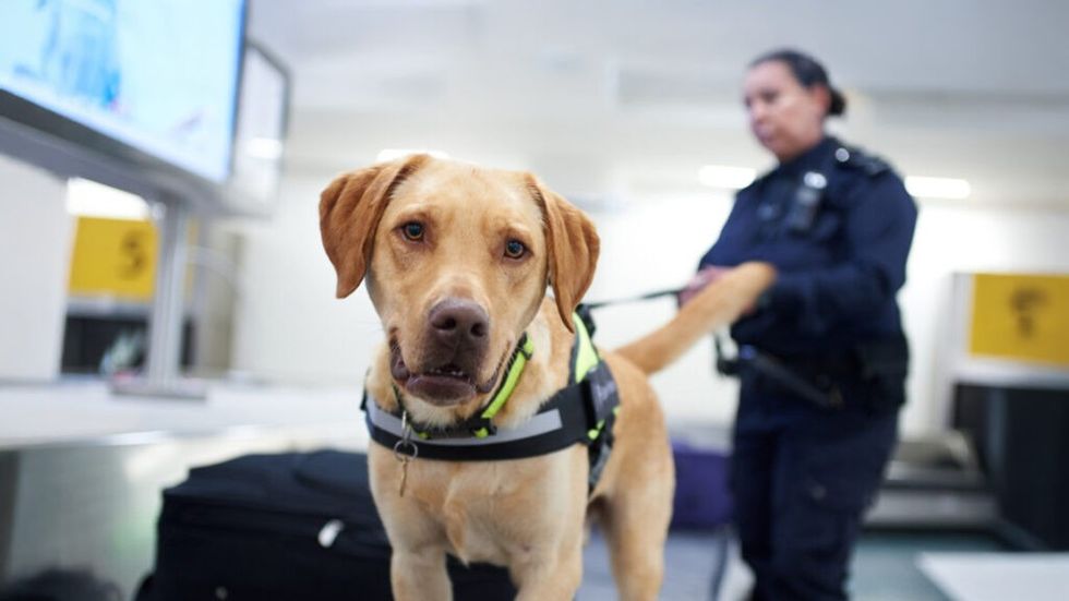 Border Force dog