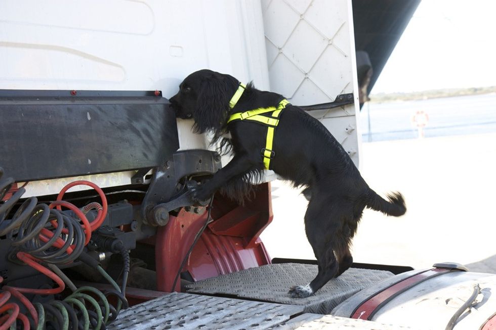 Border Force dog