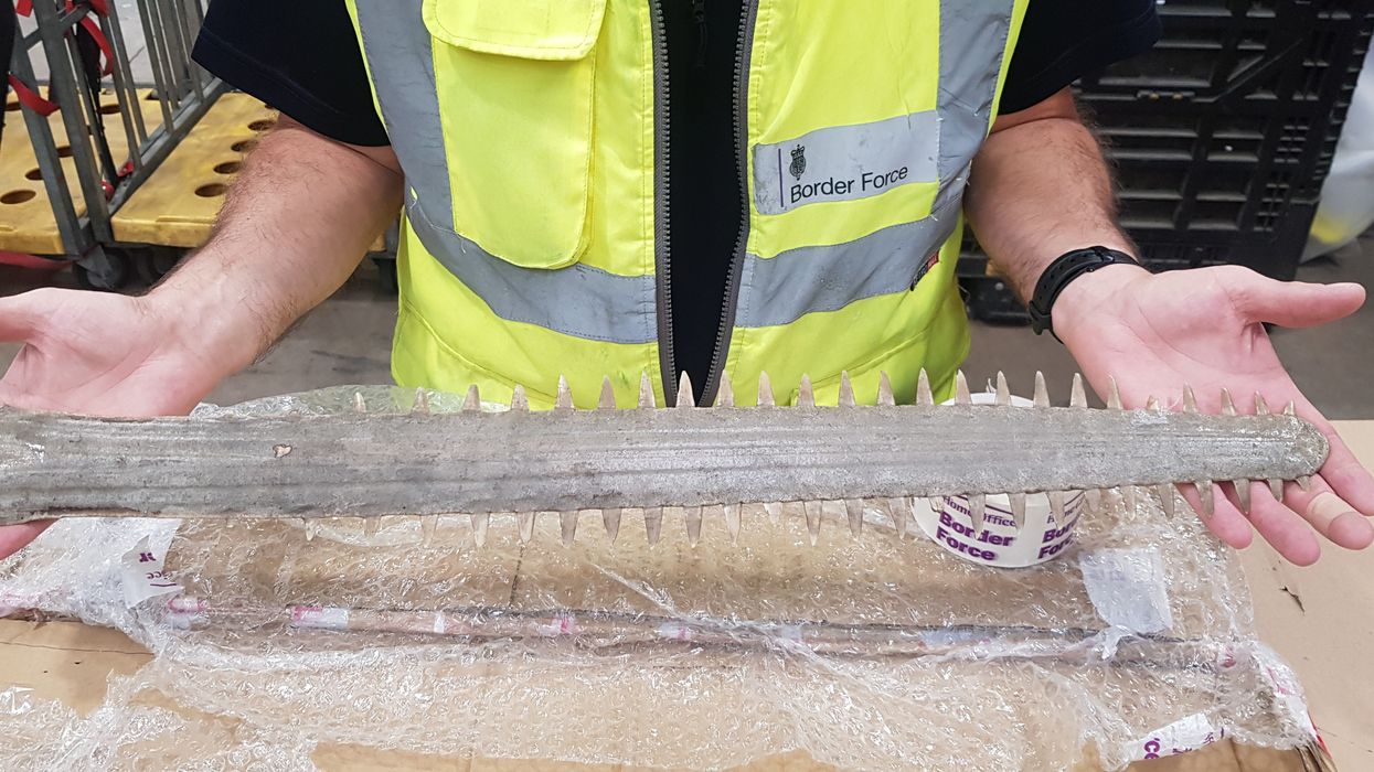 Border Force seizes THOUSANDS of illegal wildlife items including products containing crocodile blood and caviar