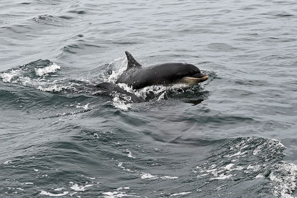 Bottlenose Dolphin