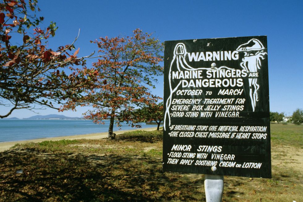 Box jellyfish danger signs