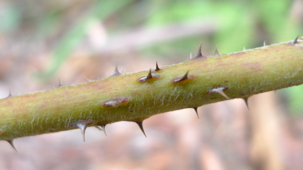 Bramble thorns