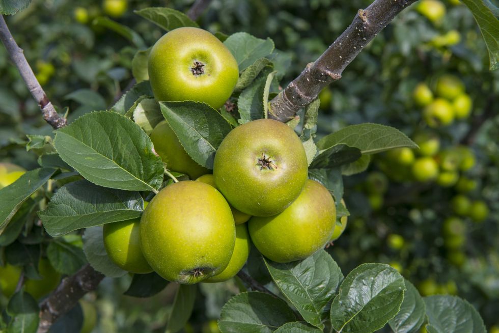 Bramley apples