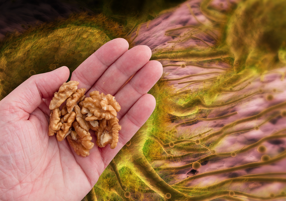 ‘Completely different world’: Groundbreaking study finds popular nut could hold the key to stopping cancer