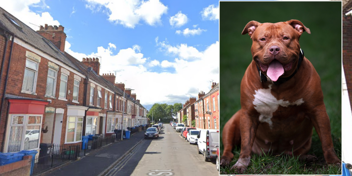 NextImg:XL Bully leaves 5 year-old boy with serious head injuries after vicious attack