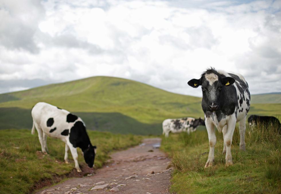 Brecon Beacons