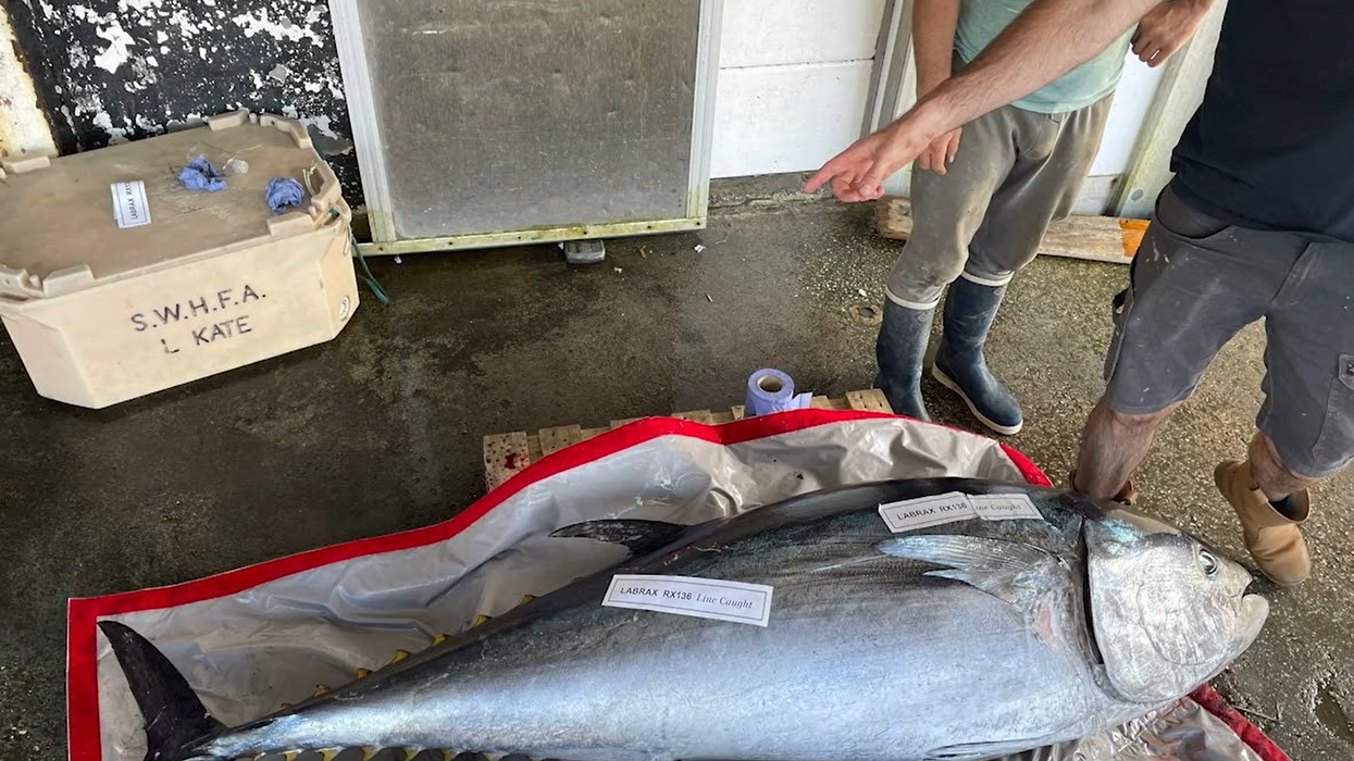 Brexit boost for fishermen as ‘world class’ bluefin tuna caught in British waters for first time