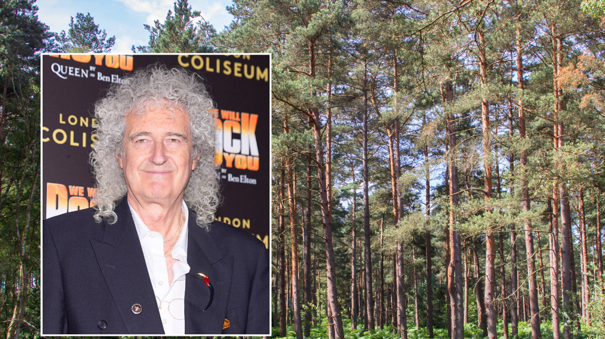 Brian May forest
