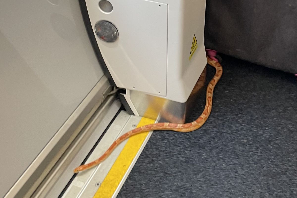 Bright orange snake sparks chaos and panic after being spotted on Yorkshire train