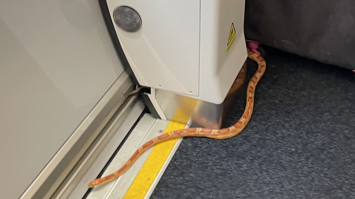 Bright orange snake sparks chaos and panic after being spotted on Yorkshire train