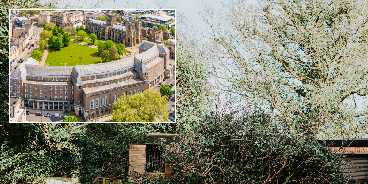 NextImg:Council row erupts as homeowner faces £85k court bill after suing local authority over tree that 'destroyed his garden'