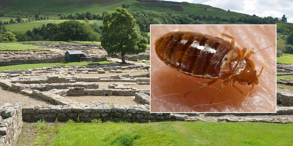 NextImg:Romans may have brought bedbugs to Britain as parasites found near Hadrian's Wall