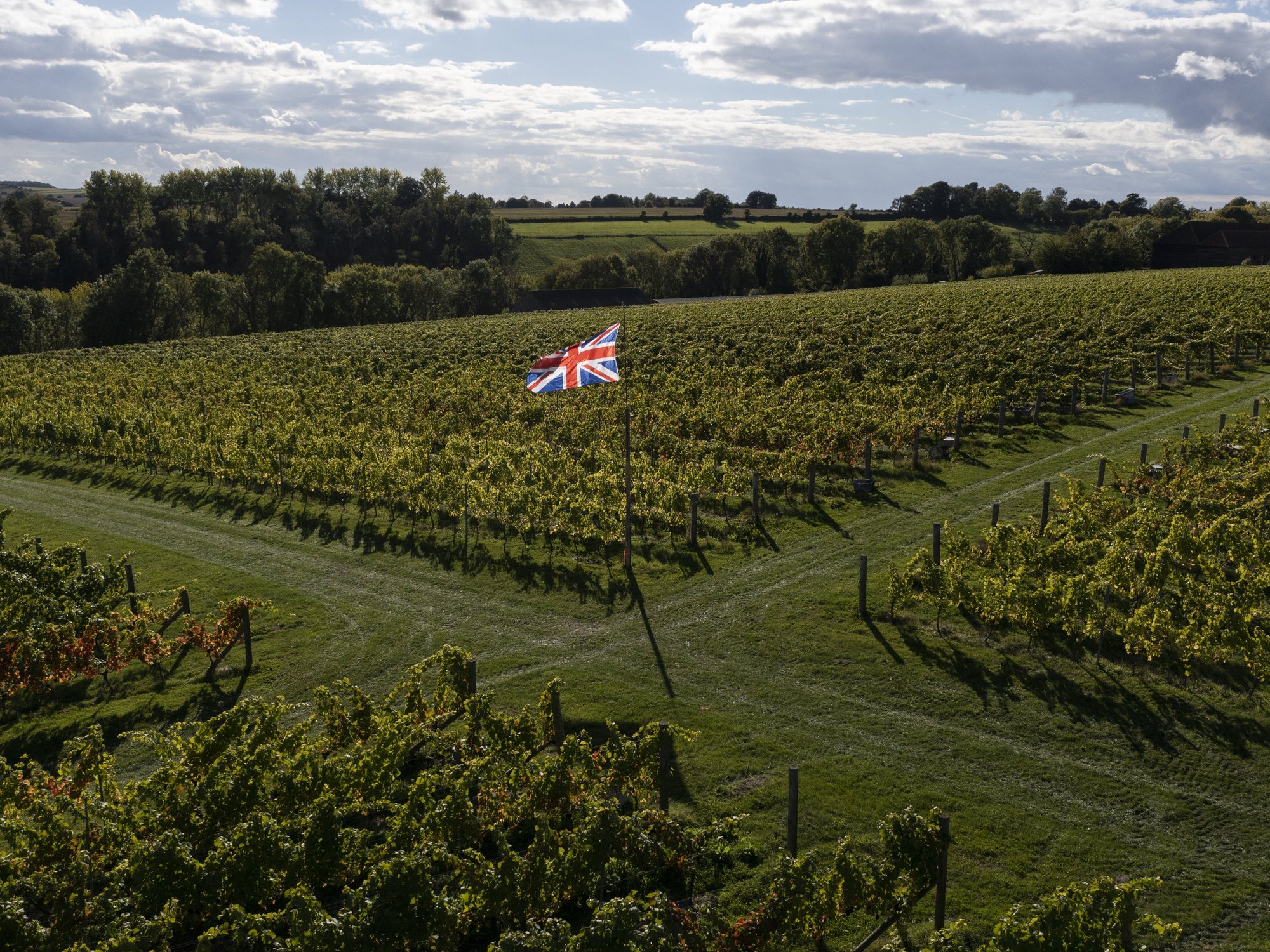 Britain's vineyards