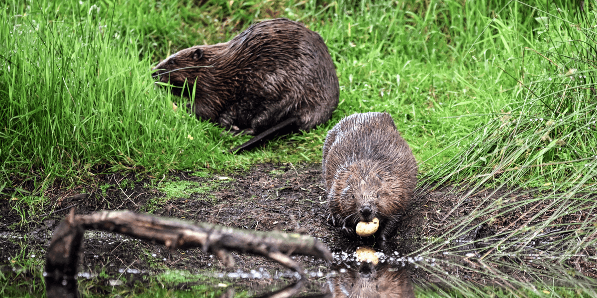 Beavers set to be released at two new sites across England as fresh rewilding plan given green light Beavers set to be released at two new sites across England as fresh rewilding plan given green light