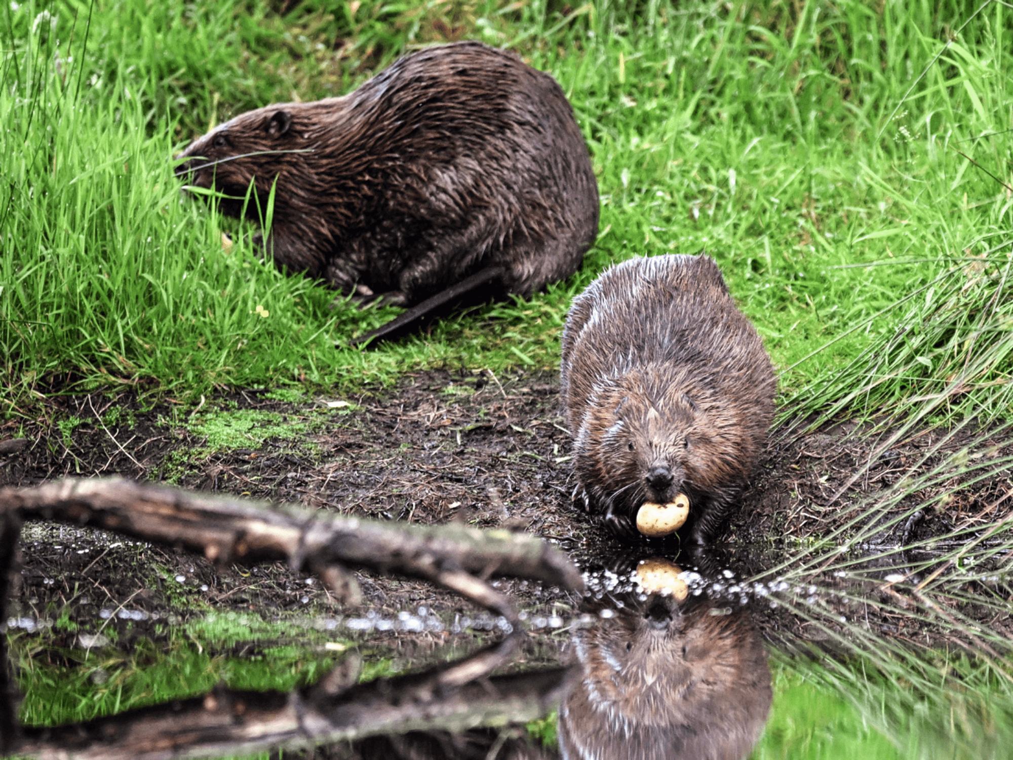 British beavers