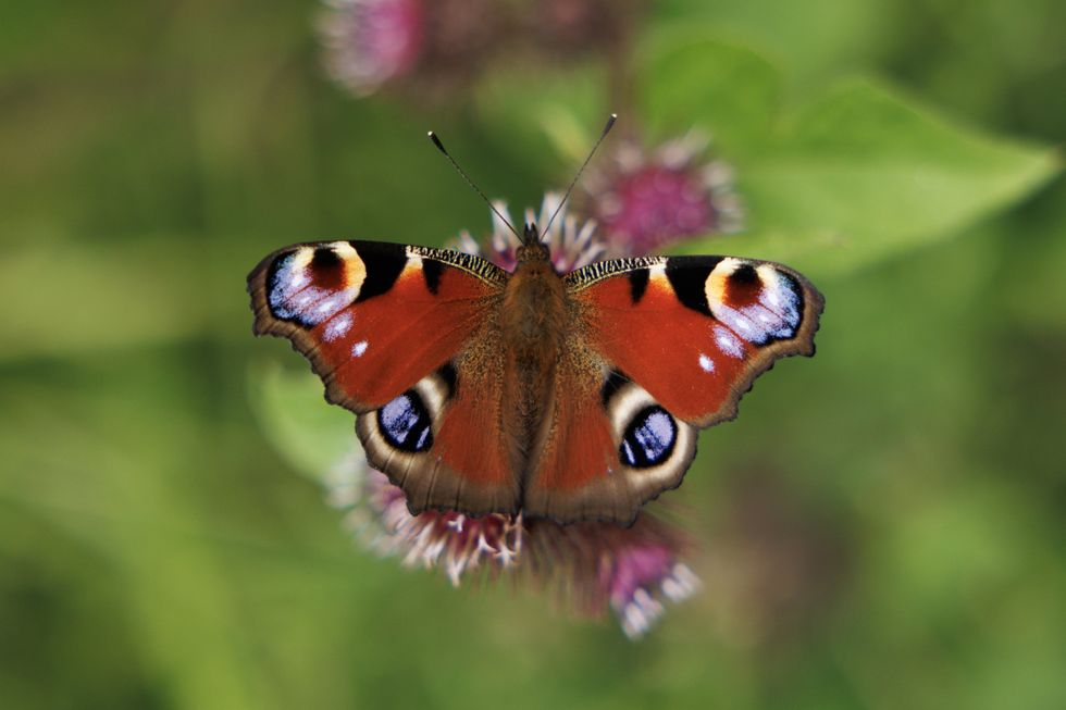 British butterfly