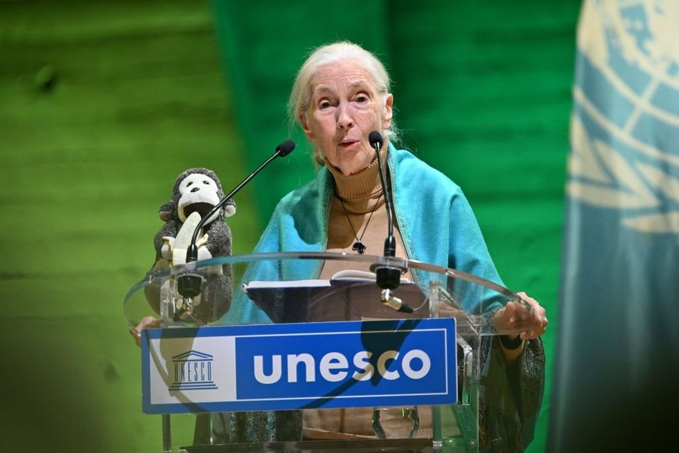 British primatologist and UN peace ambassador Jane Goodall,