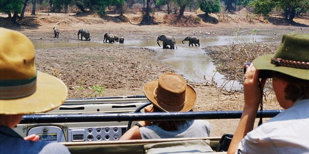 NextImg:British tourist killed on safari after elephant charged at full speed