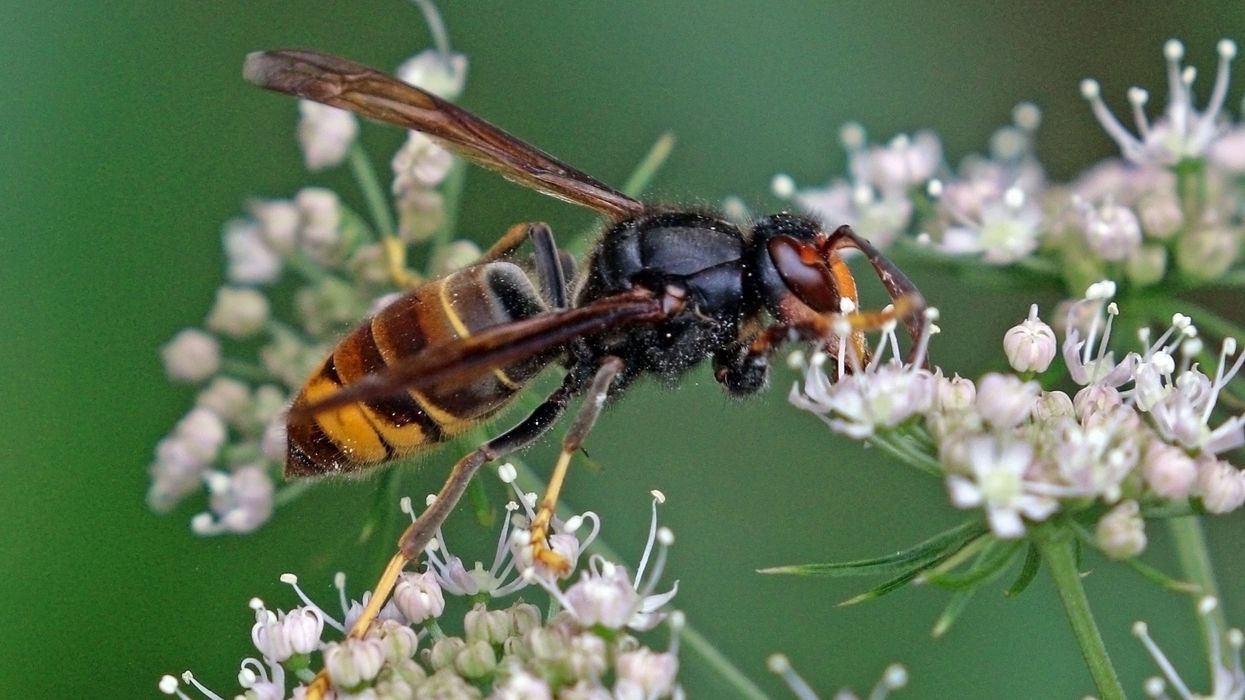 Deadly Asian hornet confirmed in London as rapid rise sparks concern