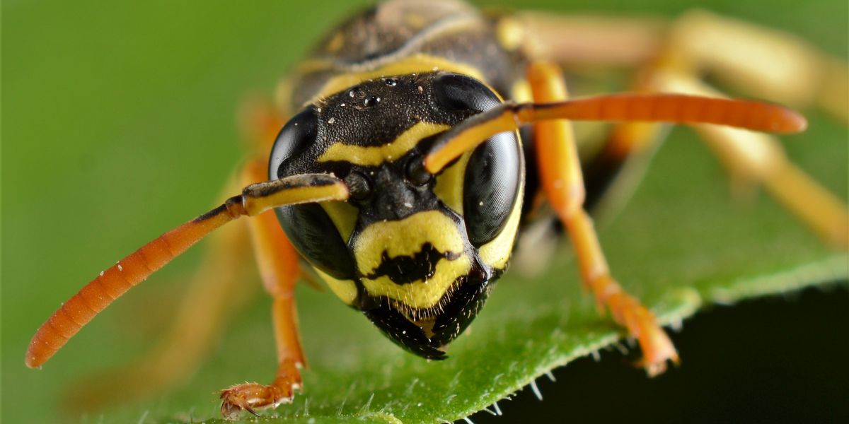 NextImg:Britons issued urgent warning over influx of wasps as 'monster' nests spotted across UK