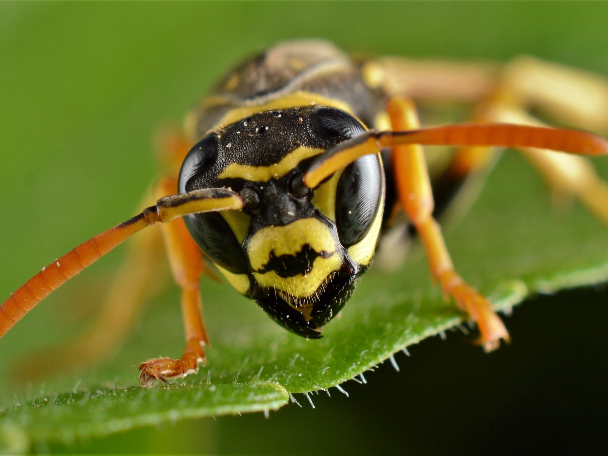 Britons issued urgent warning over influx of wasps as 'monster' nests spotted across UK