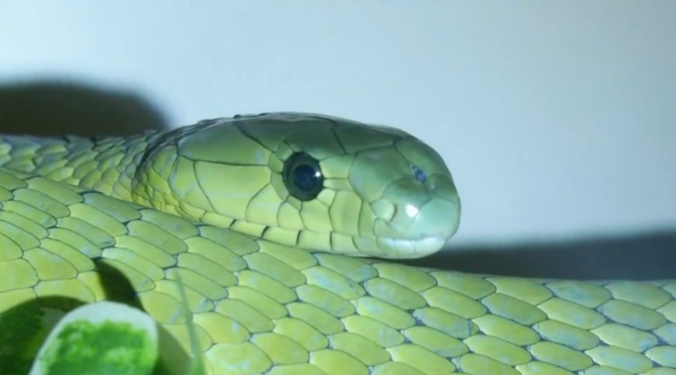 Brits have been warned about the threat of adders during summer.