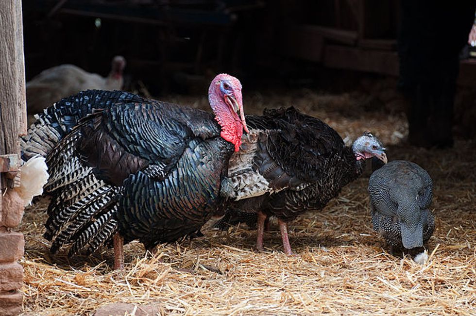 Brits may face a struggle in getting a Christmas turkey this year.